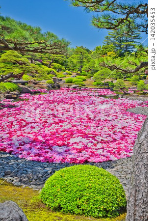 【由志園】の池泉牡丹 (島根県) 【由志園】の池泉牡丹 (島根県) 142035453
