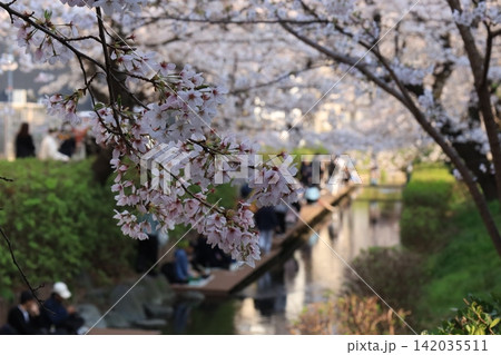桜が咲く二ヶ領用水宿河原堤桜並木で花見の背景 桜が咲く二ヶ領用水宿河原堤桜並木で花見の背景 142035511