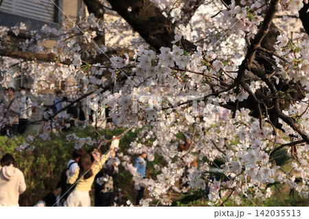 桜が咲く二ヶ領用水宿河原堤桜並木で花見の背景 桜が咲く二ヶ領用水宿河原堤桜並木で花見の背景 142035513