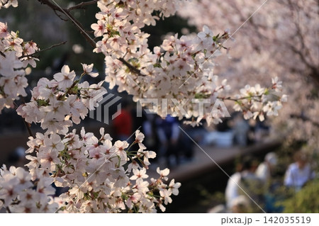 桜が咲く二ヶ領用水宿河原堤桜並木で花見の背景 桜が咲く二ヶ領用水宿河原堤桜並木で花見の背景 142035519