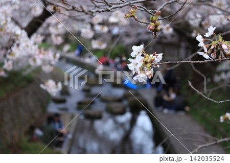 桜が咲く二ヶ領用水宿河原堤桜並木で花見の背景 桜が咲く二ヶ領用水宿河原堤桜並木で花見の背景 142035524