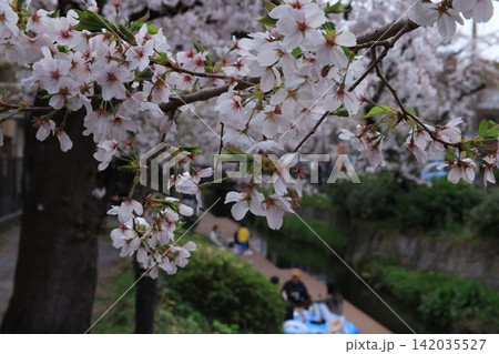 桜が咲く二ヶ領用水宿河原堤桜並木で花見の背景 142035527