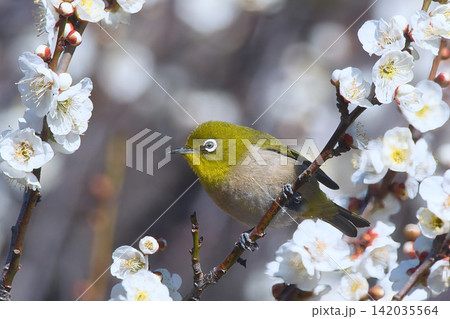 梅の蜜を吸うメジロ 142035564