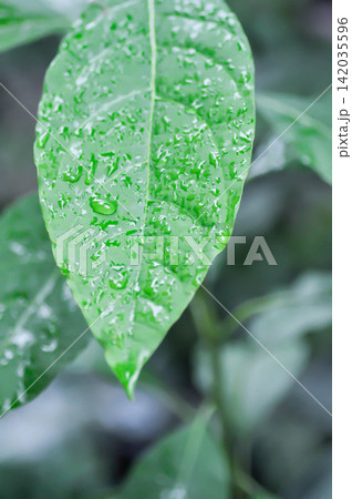 Persea americana Mill or Avocado, Lauraceae or Persea gratissima or avocado plant and rain droplet Persea americana Mill or Avocado, Lauraceae or Persea gratissima or avocado plant and rain droplet 142035596