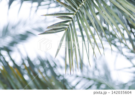 ARECACEAE, Date palm or Phoenix dactylifera L or dactylifera 142035604