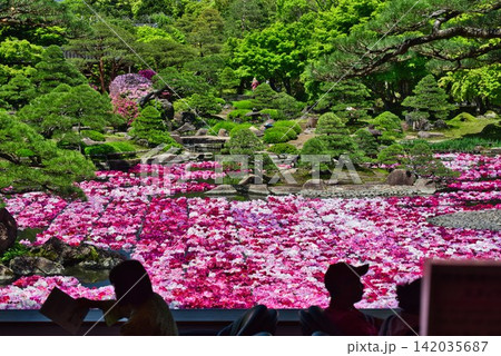 【由志園】の池泉牡丹 (島根県) 【由志園】の池泉牡丹 (島根県) 142035687