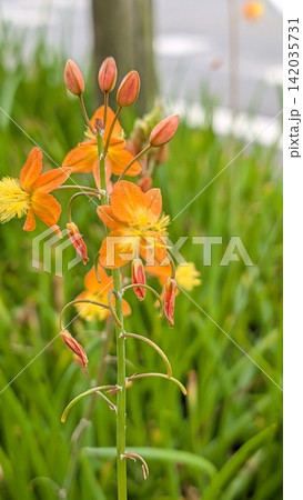 鮮やかなオレンジ色のハナアロエの花 鮮やかなオレンジ色のハナアロエの花 142035731