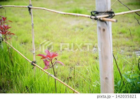雨上がりの竹垣に咲くように佇む小さな赤い葉の若木と青々とした芝生の風景 雨上がりの竹垣に咲くように佇む小さな赤い葉の若木と青々とした芝生の風景 142035821