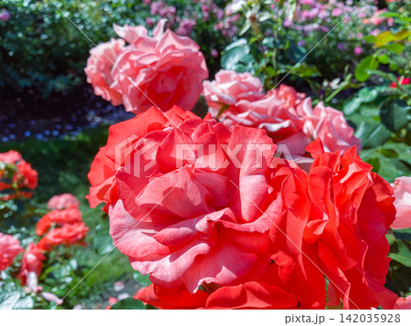 Close-up of vibrant coral-red and pink roses blooming in a garden with soft bokeh background 142035928