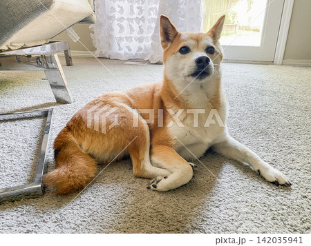 A Shiba Inu dog lying down on a beige carpeted floor, looking up with an alert expression. A Shiba Inu dog lying down on a beige carpeted floor, looking up with an alert expression. 142035941