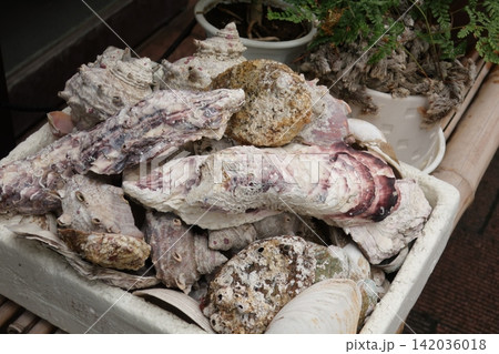 漁港で天日干しされる大量の牡蠣殻 漁港で天日干しされる大量の牡蠣殻 142036018