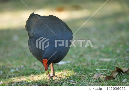 公園を歩くネッタイバン 公園を歩くネッタイバン 142036021