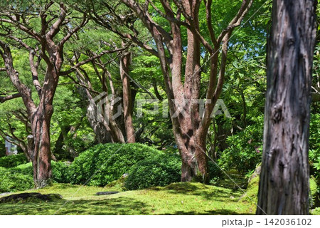 【由志園】の庭園 (島根県) 【由志園】の庭園 (島根県) 142036102
