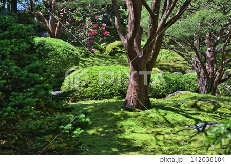 【由志園】の庭園 (島根県) 【由志園】の庭園 (島根県) 142036104