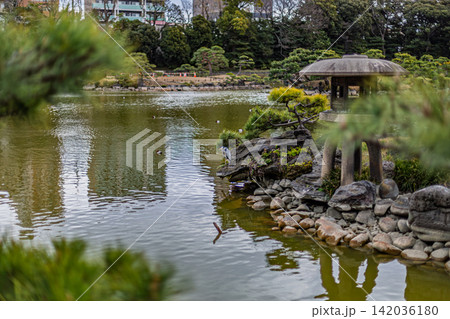 松の前ぼけ越しに望む石灯籠と佇むアオサギ 清澄庭園 2024年3月 松の前ぼけ越しに望む石灯籠と佇むアオサギ 清澄庭園 2024年3月 142036180