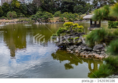 揺らめく水面と松の緑に彩られた石灯籠とアオサギ 清澄庭園 2024年3月 揺らめく水面と松の緑に彩られた石灯籠とアオサギ 清澄庭園 2024年3月 142036186