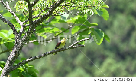 山桜の実を食べるアオバト 山桜の実を食べるアオバト 142036452
