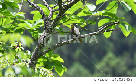 山桜の実を食べるアオバト 山桜の実を食べるアオバト 142036455