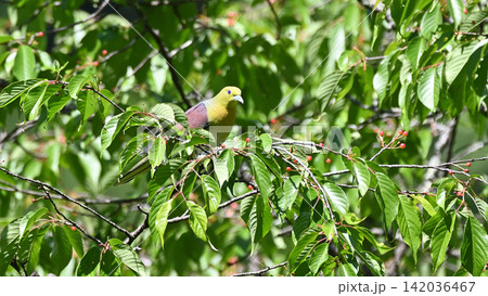 山桜の実を食べるアオバト 山桜の実を食べるアオバト 142036467