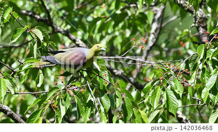 山桜の実を食べるアオバト 山桜の実を食べるアオバト 142036468
