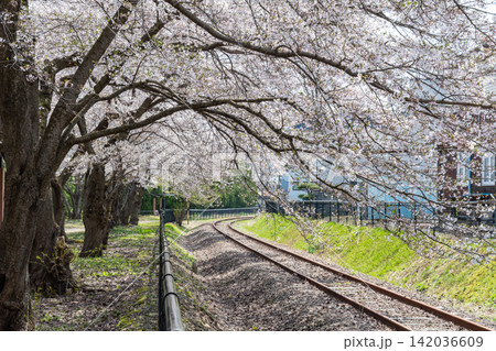 小坂町の桜 142036609