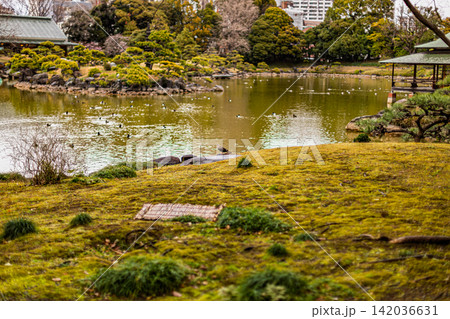 鮮やかな苔の丘から望む大泉水と水鳥佇む静謐な景観 清澄庭園 2024年3月 鮮やかな苔の丘から望む大泉水と水鳥佇む静謐な景観 清澄庭園 2024年3月 142036631