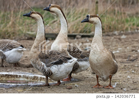 Geese on the farm Geese on the farm 142036771