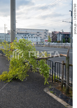 悪天候で折れた街路樹 悪天候で折れた街路樹 142036780