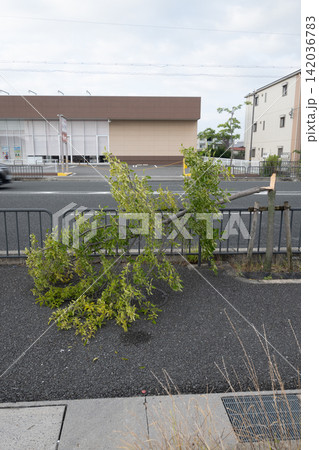悪天候で折れた街路樹 142036783