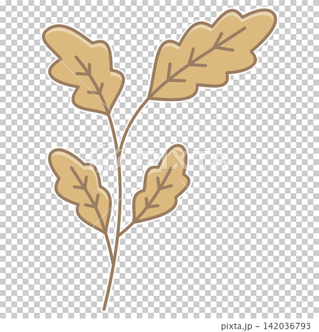 Flat style sticker illustration of an oak branch with brown autumn leaves isolated on transparent background. Botanical oak tree foliage clip art graphic element for fall design asset. Flat style sticker illustration of an oak branch with brown autumn leaves isolated on transparent background. Botanical oak tree foliage clip art graphic element for fall design asset. 142036793