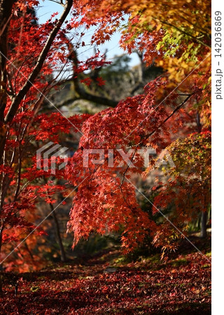 【京都】永観堂の紅葉 【京都】永観堂の紅葉 142036869
