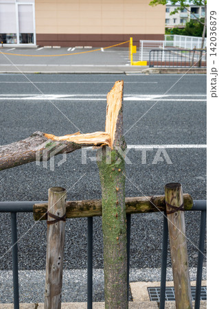 悪天候で折れた街路樹 悪天候で折れた街路樹 142036879