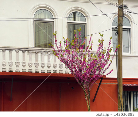 Spring tree in Batumi Georgia Spring tree in Batumi Georgia 142036885