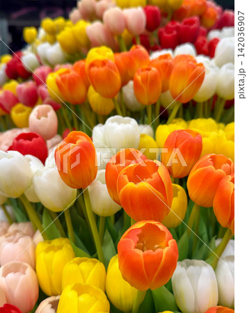 Colourful yellow red white and orange tulip flower Colourful yellow red white and orange tulip flower 142036907