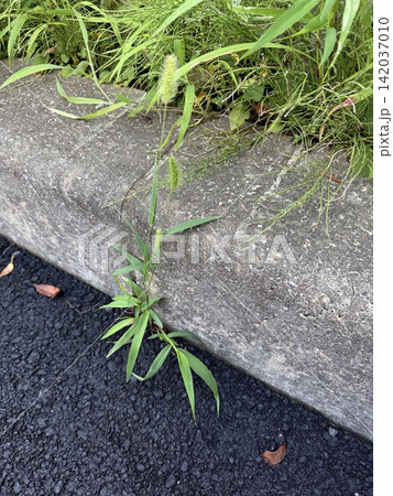 歩道のスキマに生えている猫じゃらし(エノコログサ)/The plant 歩道のスキマに生えている猫じゃらし(エノコログサ)/The plant 142037010