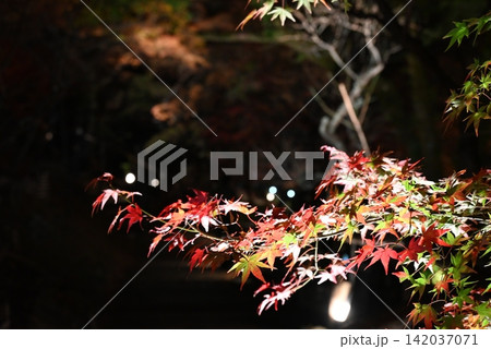 【京都】北野天満宮の紅葉ライトアップ 【京都】北野天満宮の紅葉ライトアップ 142037071