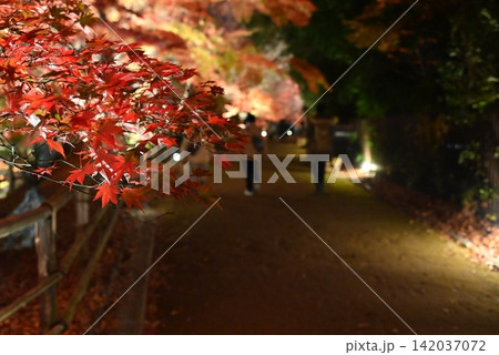【京都】北野天満宮の紅葉ライトアップ 【京都】北野天満宮の紅葉ライトアップ 142037072