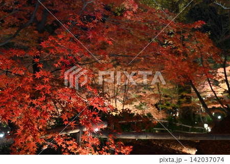 【京都】北野天満宮の紅葉ライトアップ 【京都】北野天満宮の紅葉ライトアップ 142037074