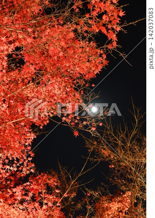 【京都】北野天満宮の紅葉ライトアップ 【京都】北野天満宮の紅葉ライトアップ 142037083