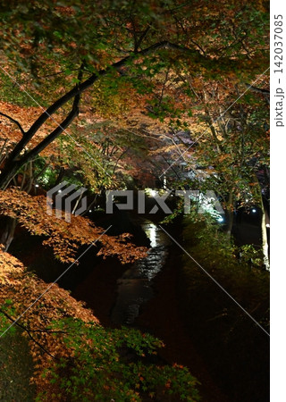 【京都】北野天満宮の紅葉ライトアップ 【京都】北野天満宮の紅葉ライトアップ 142037085