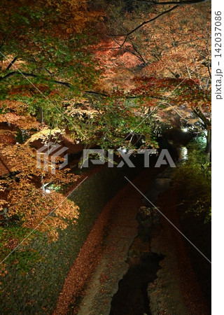 【京都】北野天満宮の紅葉ライトアップ 【京都】北野天満宮の紅葉ライトアップ 142037086