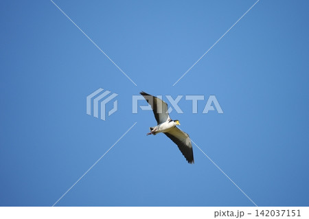 青空に飛ぶズグロトサカゲリ 青空に飛ぶズグロトサカゲリ 142037151