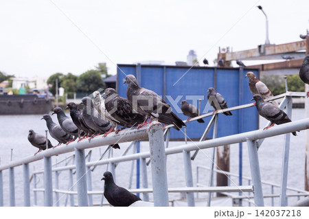 A flock of pigeons perched on the bridge A flock of pigeons perched on the bridge 142037218