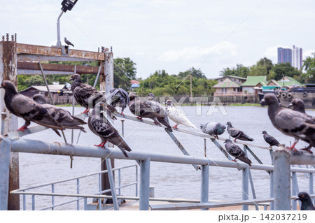 A flock of pigeons perched on the bridge A flock of pigeons perched on the bridge 142037219