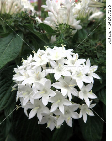 ペンタス ラッキースター 白花 ペンタス ラッキースター 白花 142037225