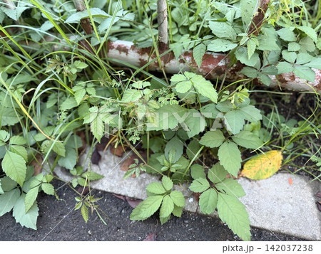 ヤブガラシと思われる雑草が生えている夏/The plant ヤブガラシと思われる雑草が生えている夏/The plant 142037238