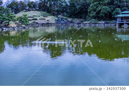 築山と池畔の涼亭を望む大泉水の広大な水面と波紋 清澄庭園 2024年3月 142037300