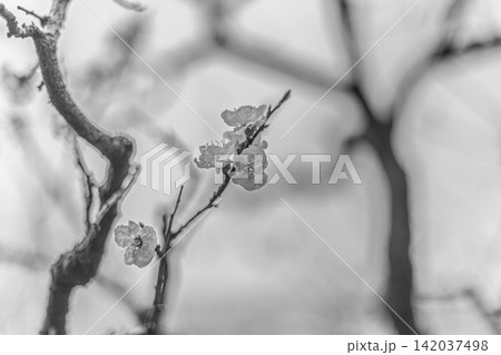 モノクロで際立つ繊細な梅の花びらと枝の造形美 清澄庭園 2024年3月 142037498