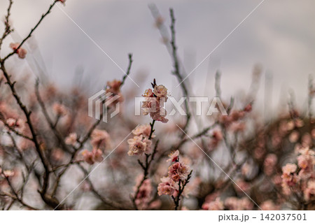 幻想的な背景ボケの中に咲く可憐な梅の花の集まり 清澄庭園 2024年3月 幻想的な背景ボケの中に咲く可憐な梅の花の集まり 清澄庭園 2024年3月 142037501