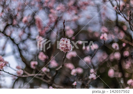 枝先に可憐に集まって咲くピンクの花と丸ボケの背景 清澄庭園 2024年3月 142037502